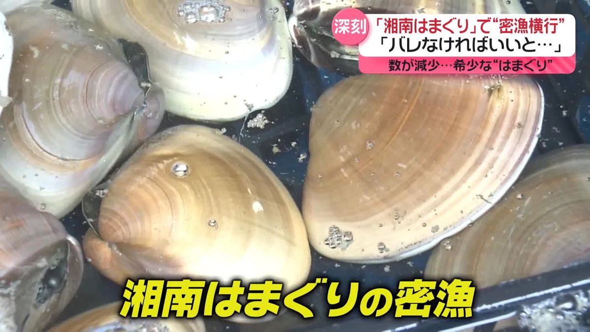 「湘南はまぐり」の“密漁横行” 「バレなければいいと…」　直売所では目撃情報絶えず 　神奈川・藤沢市