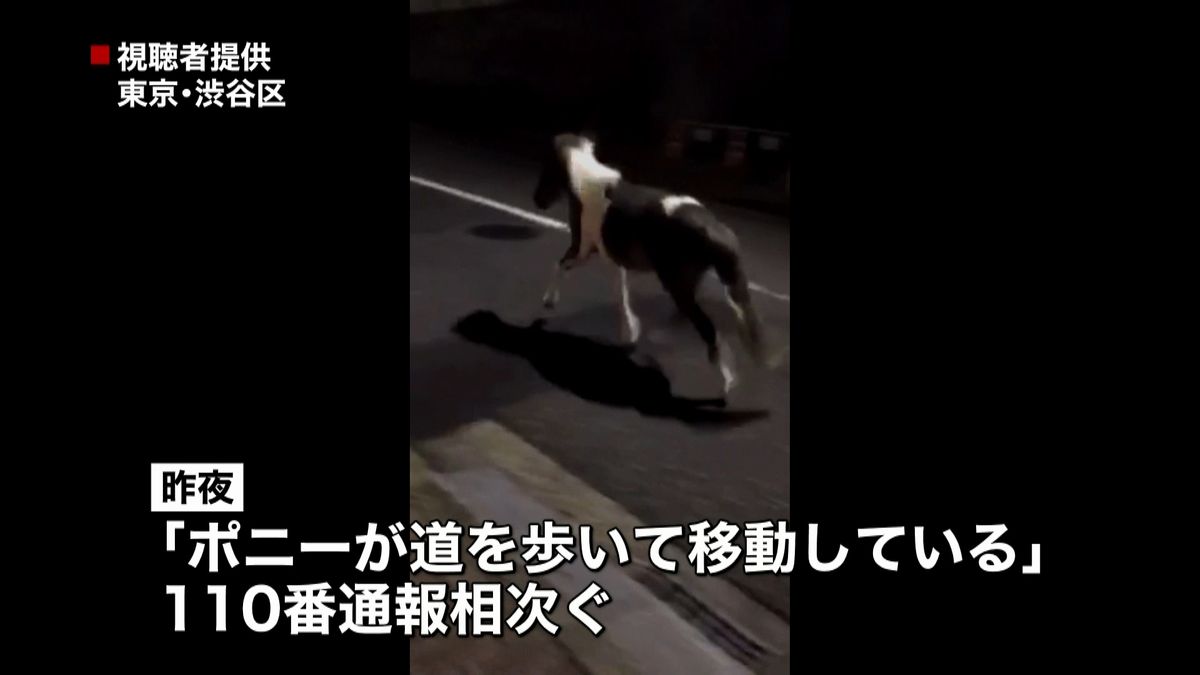 渋谷を“ポニー”が駆け回る　警察官が保護