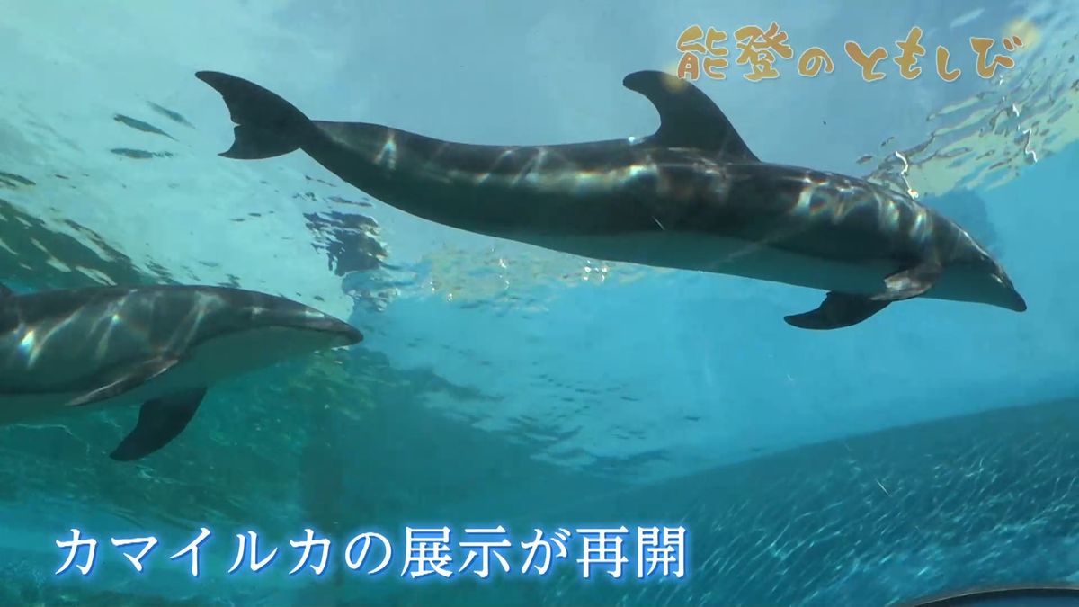 能登のともしび～「お帰りなさい！」のとじま水族館に帰還のイルカ　展示を再開