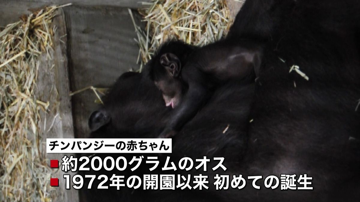 「平川動物公園」オスのチンパンジー誕生♪