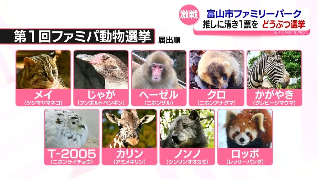 あなたの推しは　富山市ファミリーパーク　動物人気ナンバーワンを決める”選挙”