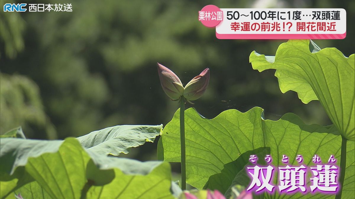 珍しいハス「双頭蓮」1本の茎に　ふたつのつぼみ　栗林公園