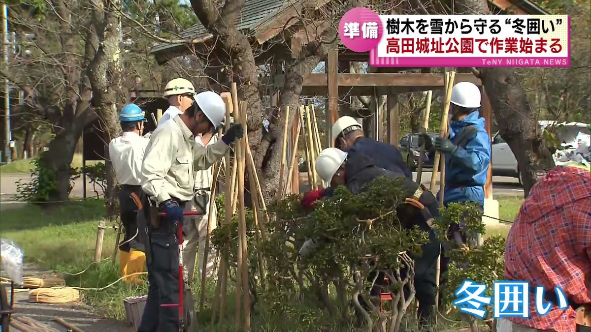 雪の季節に備え　高田城址公園で恒例の冬囲い　約5000本の樹木を雪から守る 《新潟》