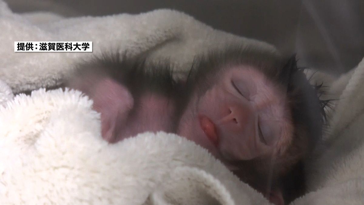 “子宮移植”サルが出産　世界で初めて成功