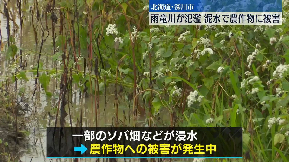北海道で大雨　深川市で川が氾濫…ソバ畑などが浸水し農作物への被害も