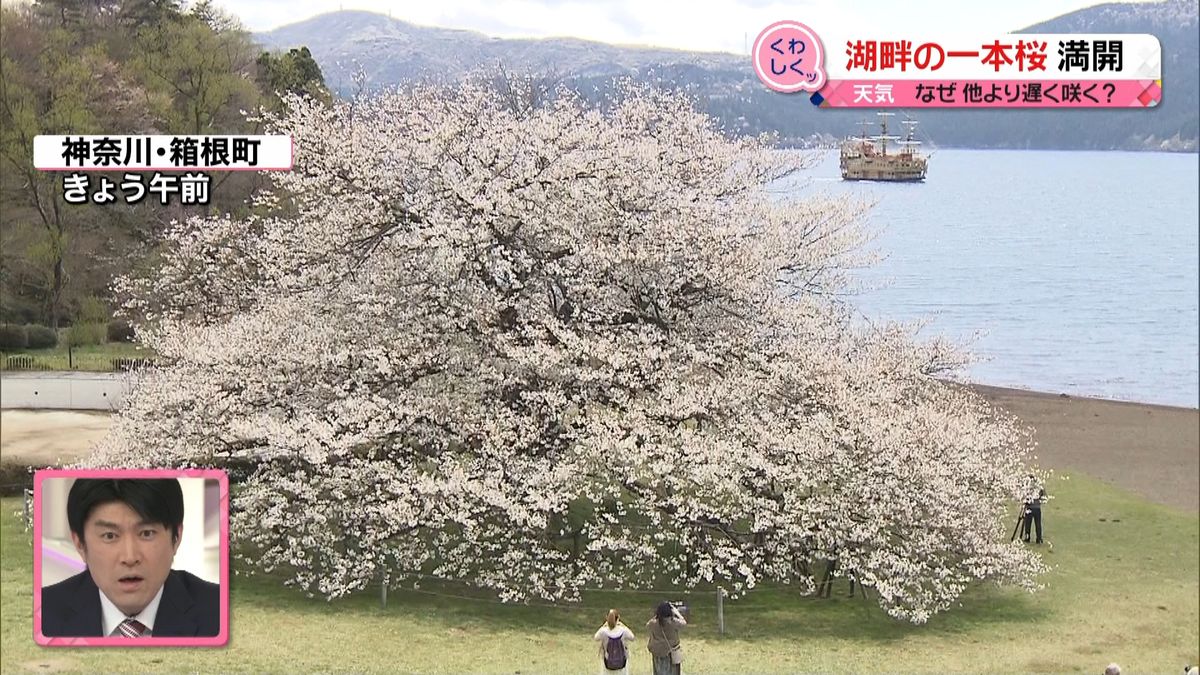 箱根に咲く「富士山」？湖畔の一本桜満開