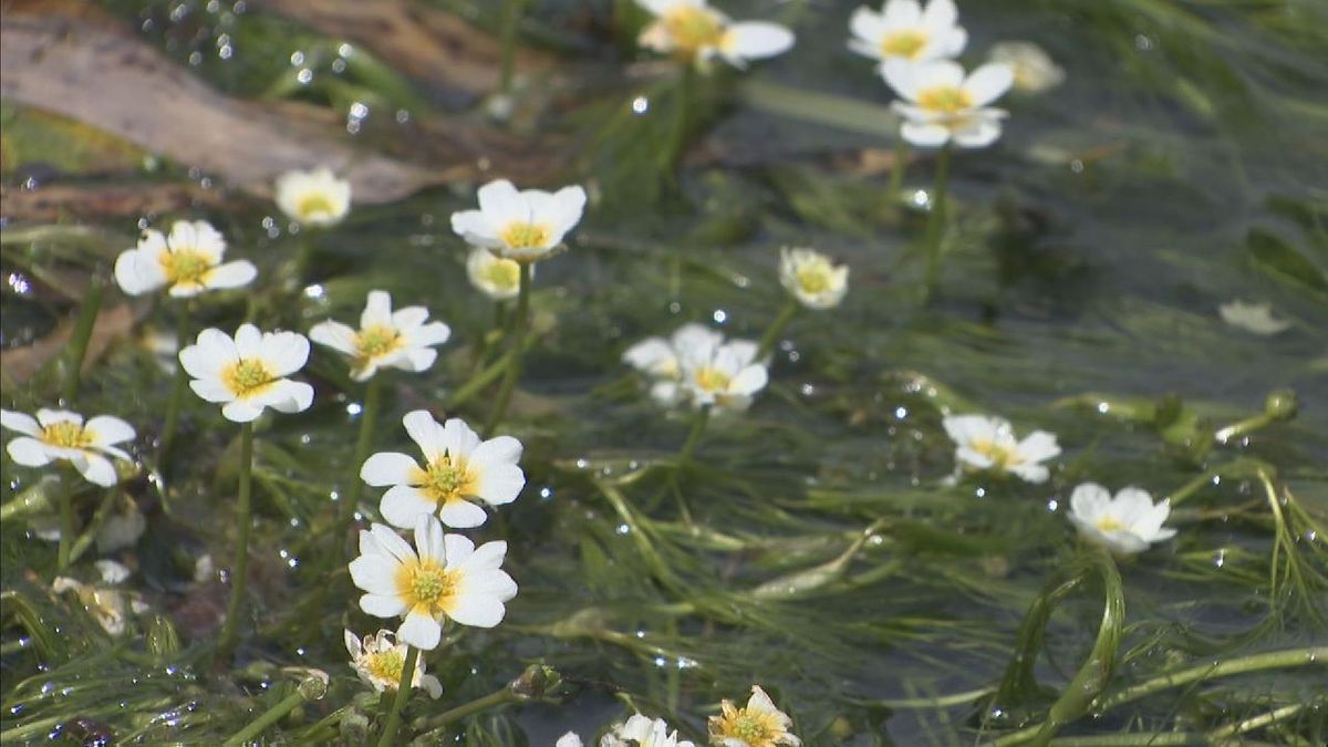 涼しげに咲く白い花  「梅花藻」の花が見頃　岐阜・高山市