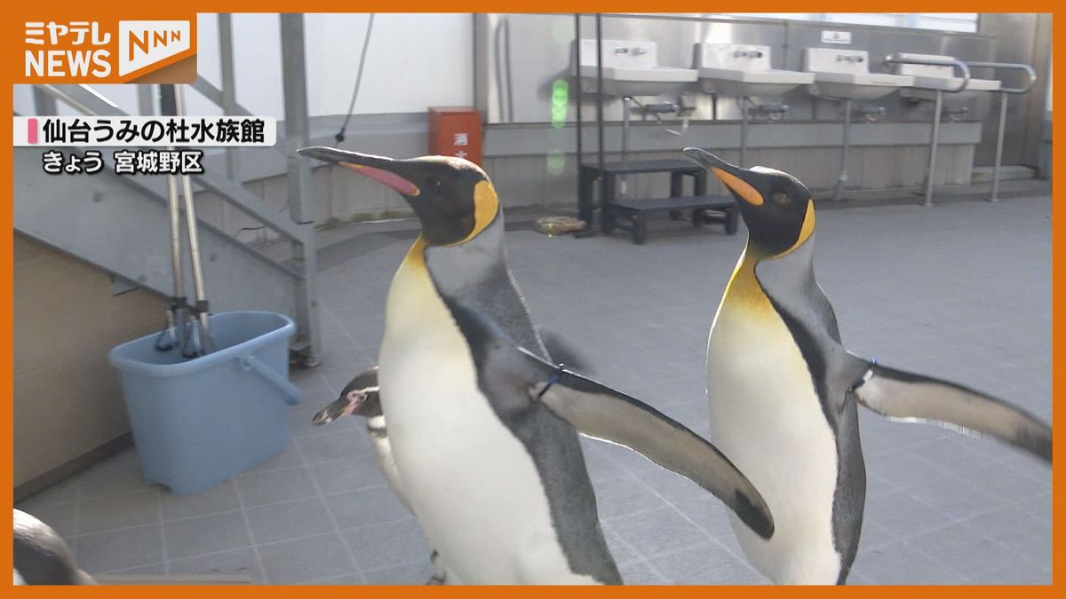 ”冬”ならでは！水族館で＜ペンギンパレード＞「初めてこんな近くで見られた…」（仙台市）