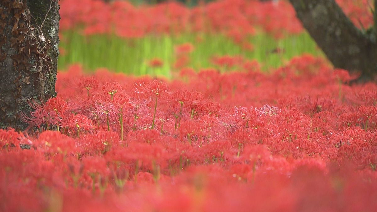 「暑さ寒さも彼岸まで」厳しい残暑つづくも里山は秋の風景