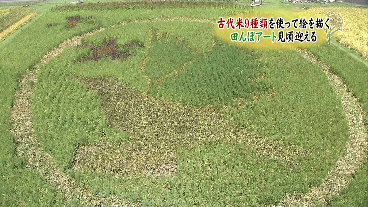 古代米９種類使い…田んぼアート見頃　三重