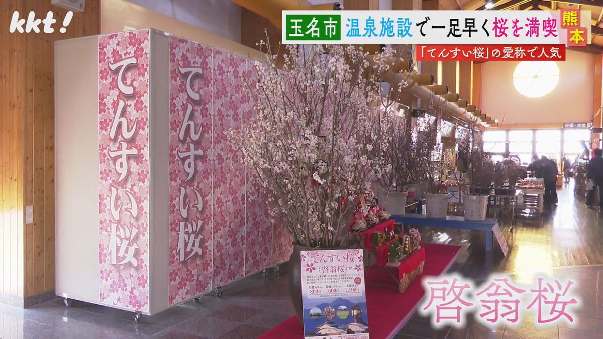 ひと足早く春気分 温泉で開花させた｢てんすい桜｣が見ごろ 切り枝の販売も