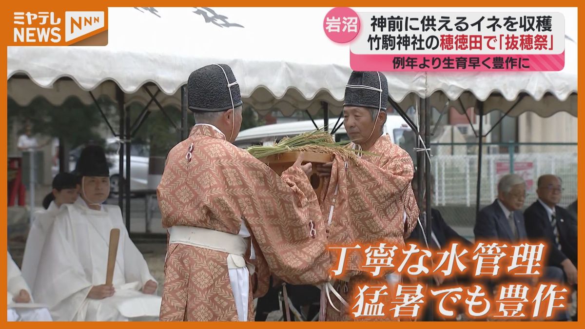 ＜神前に供えるイネ収穫し五穀豊穣に感謝＞竹駒神社『抜穂祭』（宮城・岩沼市）