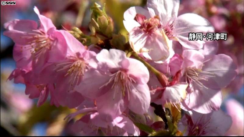 河津桜がすでに見頃の所も…早咲きの理由は