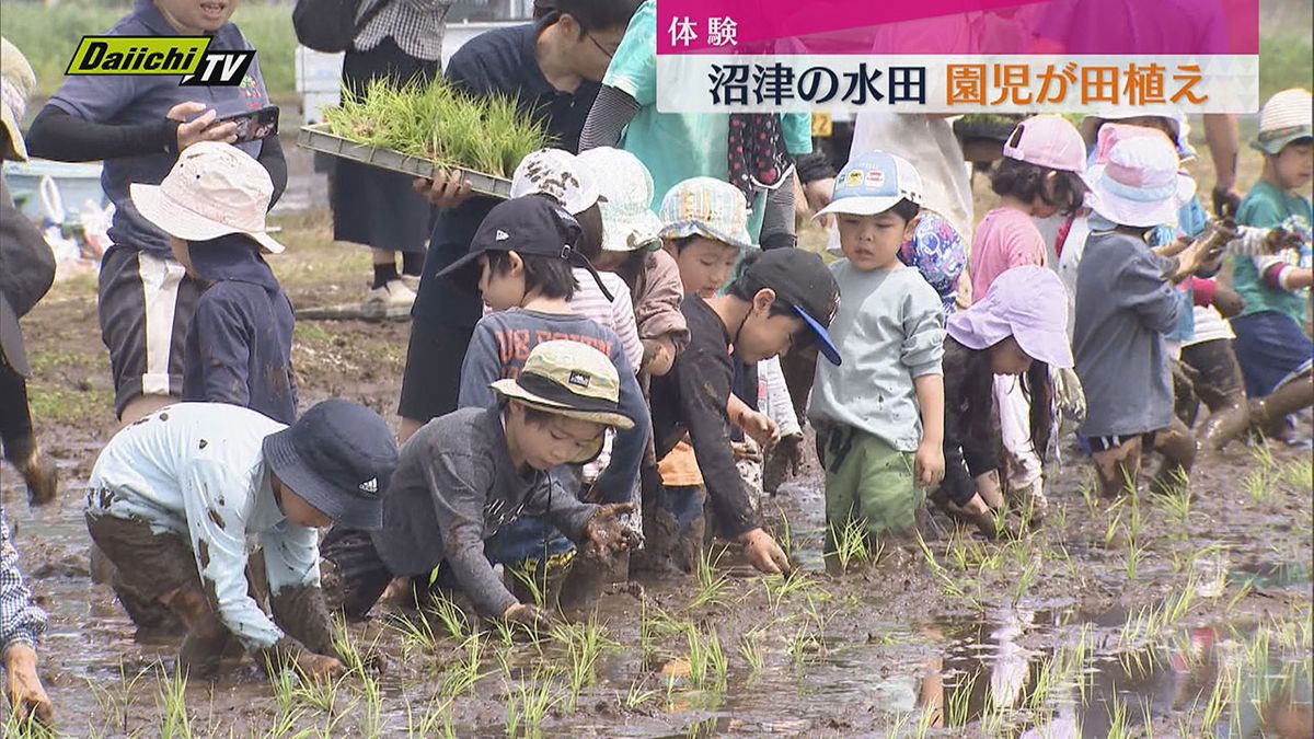 【稲作学ぶ】子どもたちが田植え体験（静岡・沼津市）