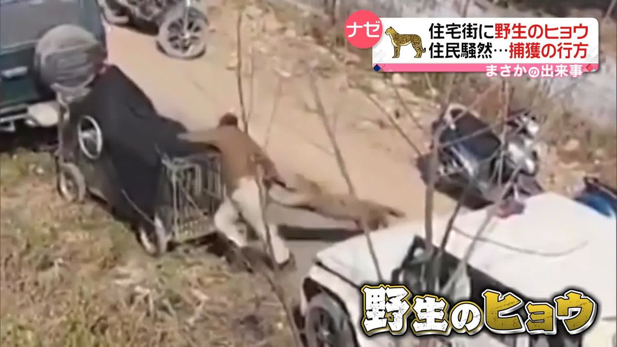 インドの住宅街に“野生のヒョウ”…住民を追い回し騒然　捕獲の行方は？