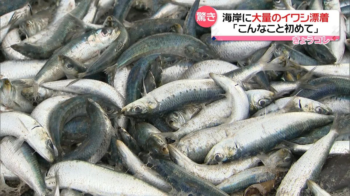 「こんなこと初めて」　海岸に大量のイワシが漂着　サバも…　函館市
