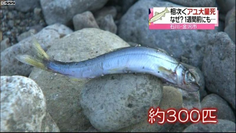 石川・金沢市でアユ大量死、先週も別の川で