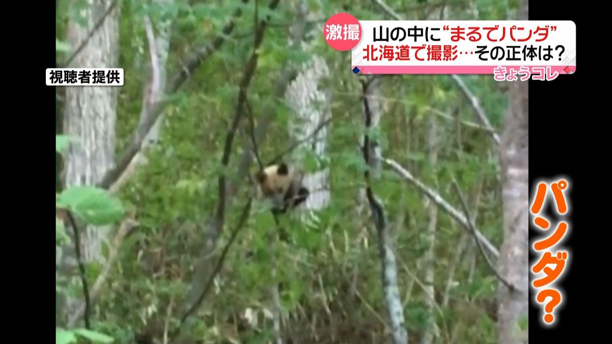 北海道で撮影　見た目は“パンダ”正体は？
