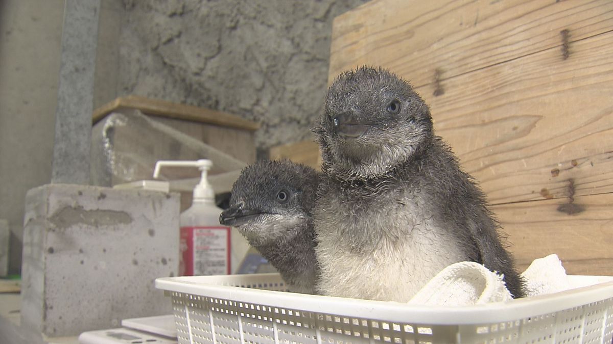 世界最小「コガタペンギン」のヒナ　長崎ペンギン水族館が初の自然育雛に成功《長崎》