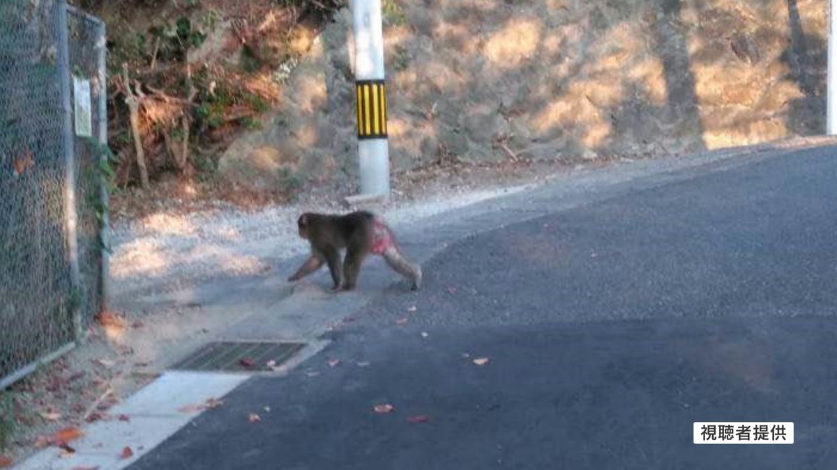 直後に付近で撮影されたサル