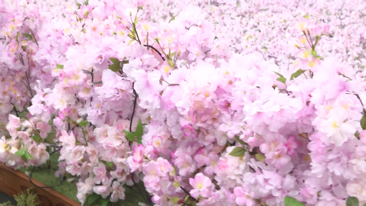 いろいろな種類の桜が織り交ざっている