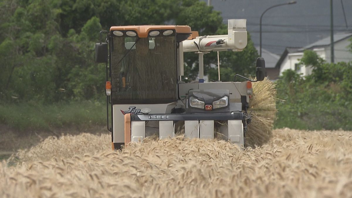 国内生産量は37年連続で愛媛県が日本一！黄金色輝く「はだか麦」の収穫はじまる