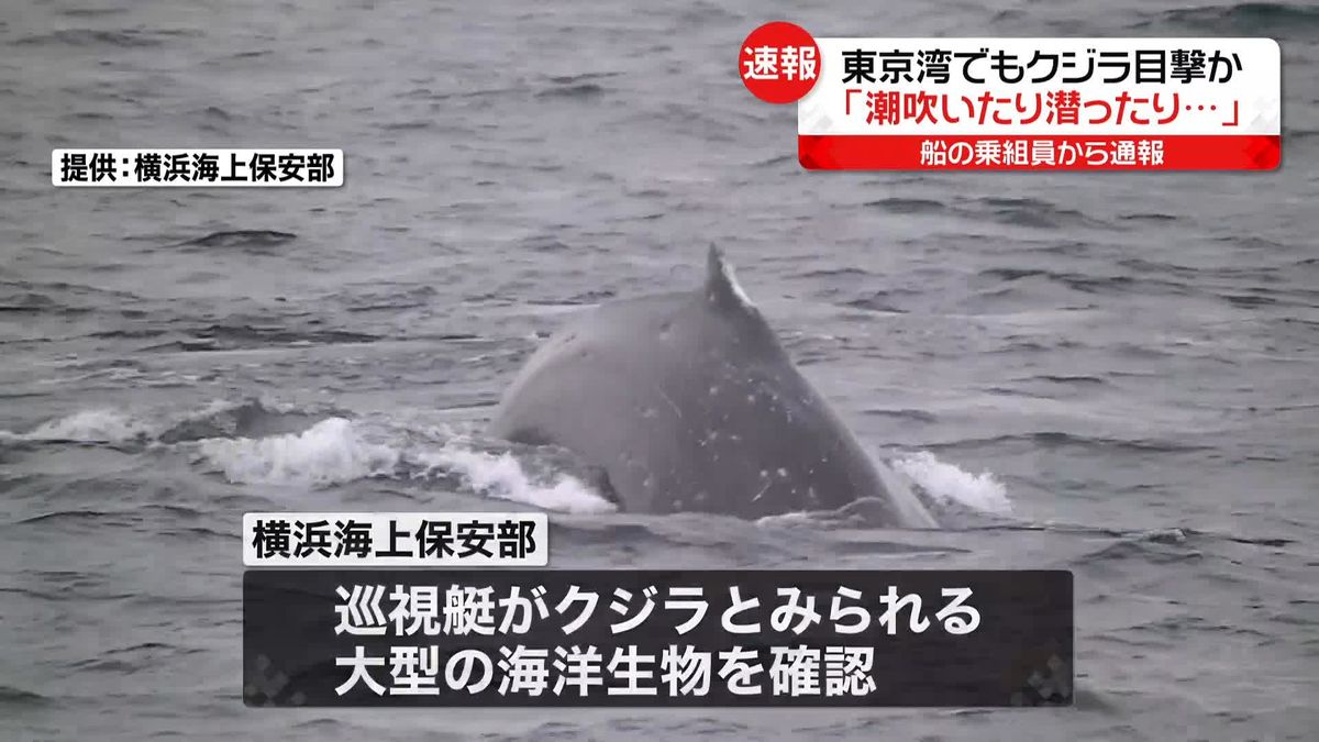 【動画公開】東京湾でもクジラ目撃か　「潮を吹いたり潜ったりしている」