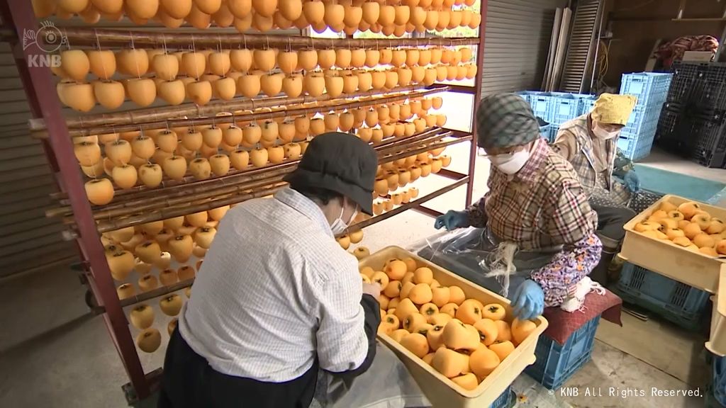 秋の味　あんぽ柿作り本格化　南砺市福光地域