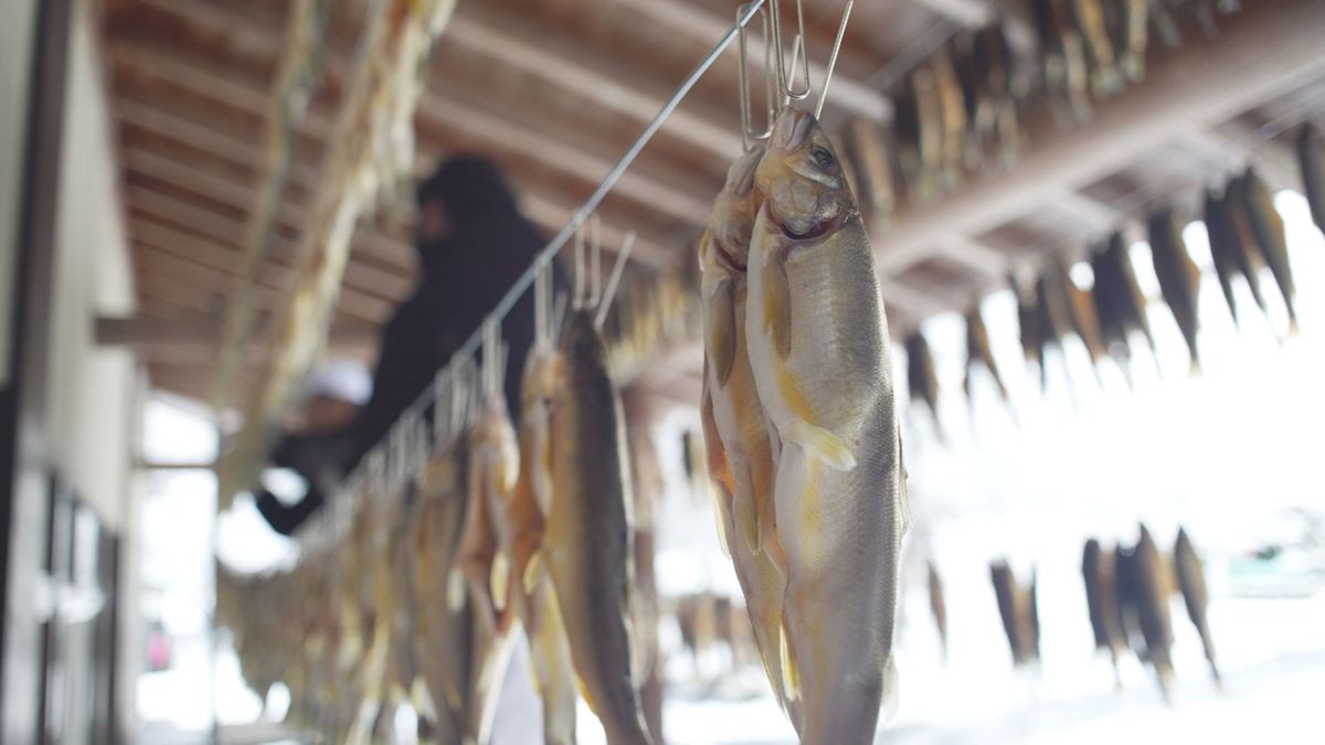 最上川からの冷たい風にさらしてうまみ凝縮　白鷹町の名物「寒ざらし鮎」づくり始まる