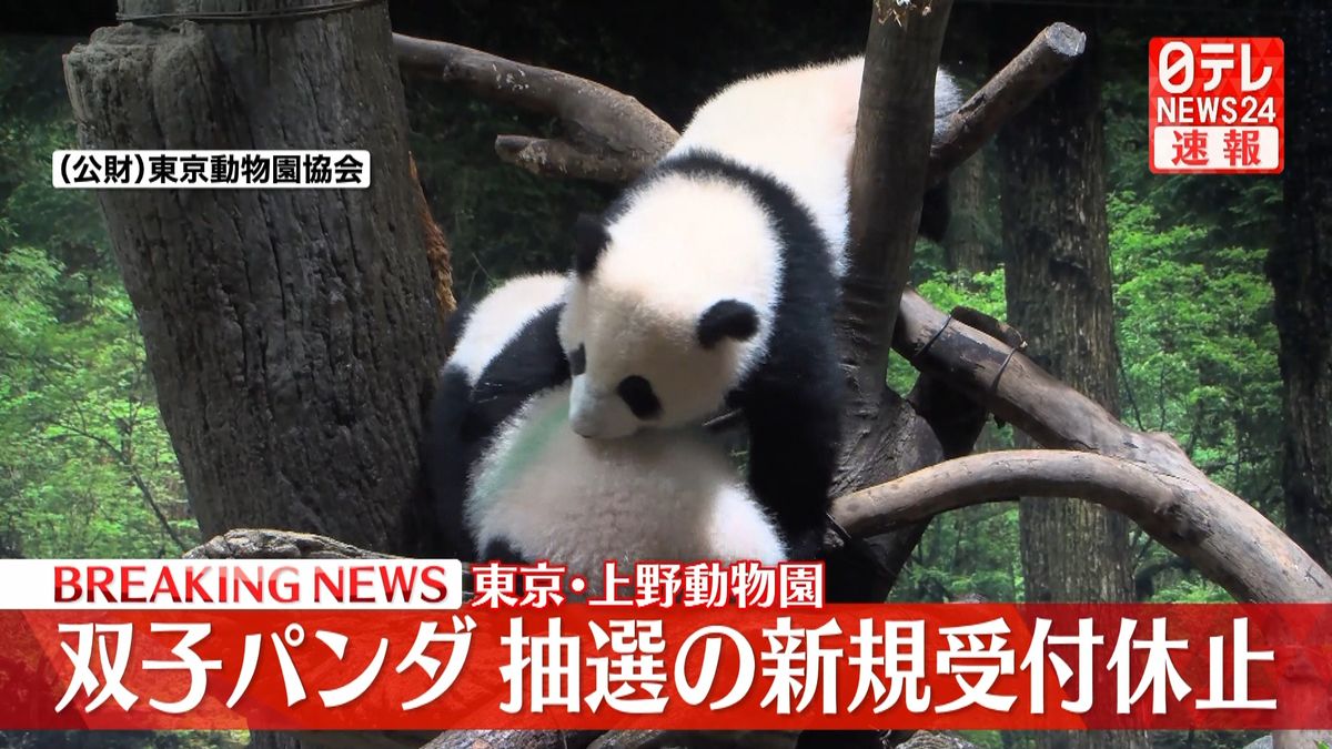 上野動物園の双子パンダ　抽選新規受付休止