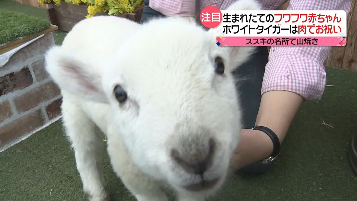 岐阜で桜が“最速タイ”で開花　牧場でも春だけの光景…生まれたてフワフワ羊の赤ちゃん　記念撮影に行列も