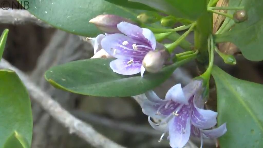 マングローブの仲間が五島市で花を咲かせ見ごろ　県の天然記念物「ハマジンチョウ」《長崎》