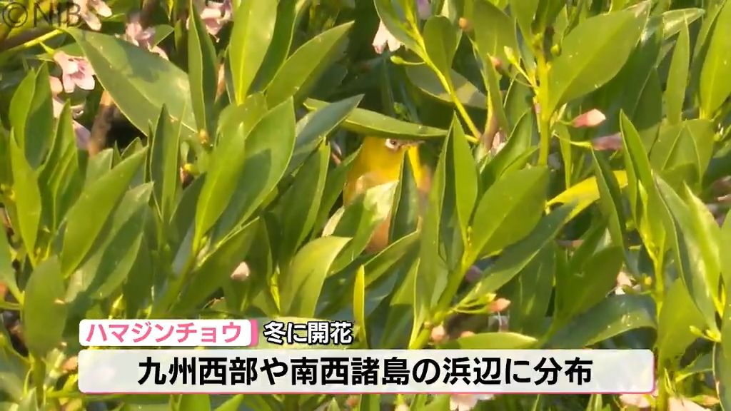 【天気】16日最低気温は2℃前後で朝の冷え込み注意　五島市では ハマジンチョウの花見頃《長崎》