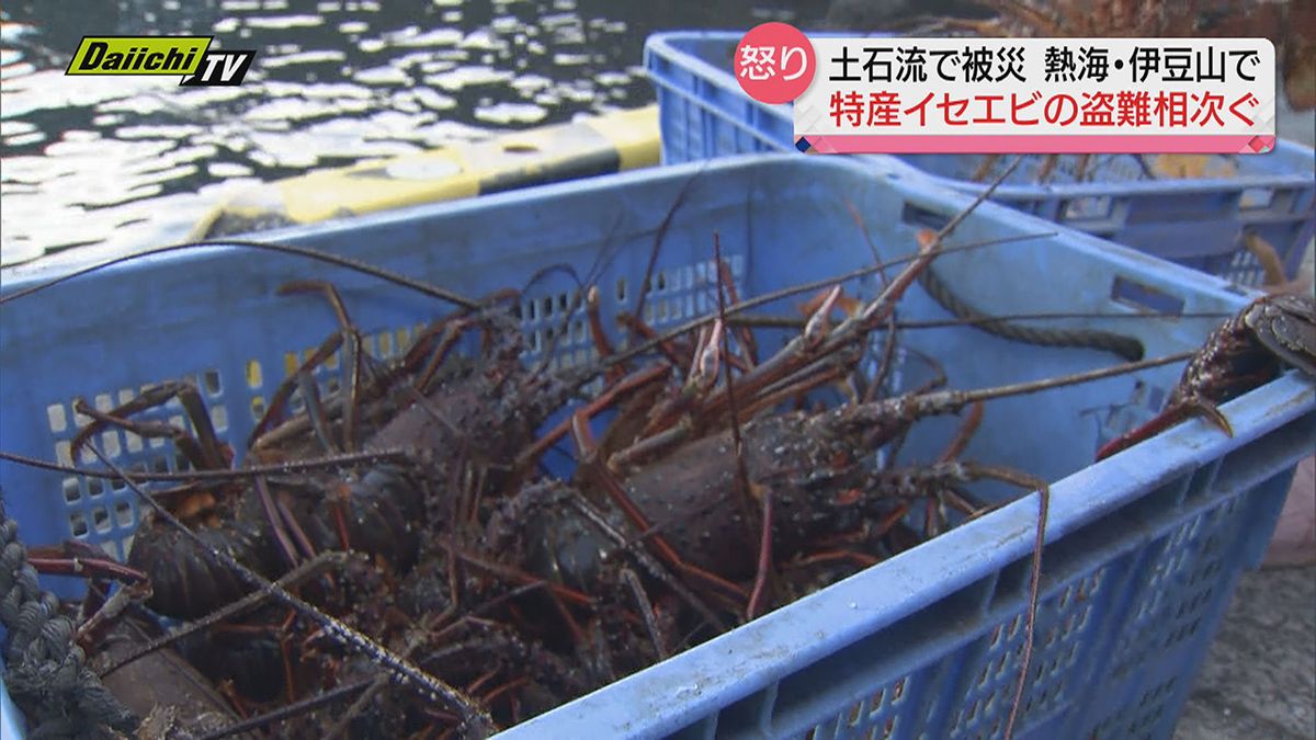 特産の“イセエビ”盗難が相次ぎ、漁師から怒りの声…土石流で被災の伊豆山で、復興を目指す中での被害（静岡・熱海市）