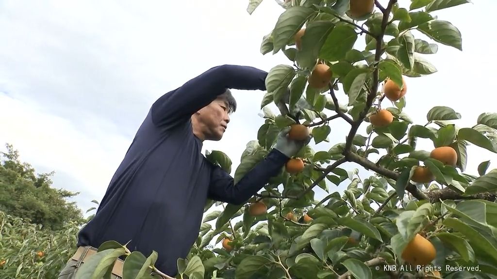 「作る人にも食べる人にも福が来るように」　秋の味覚「ふく福柿」の収穫始まる　砺波市