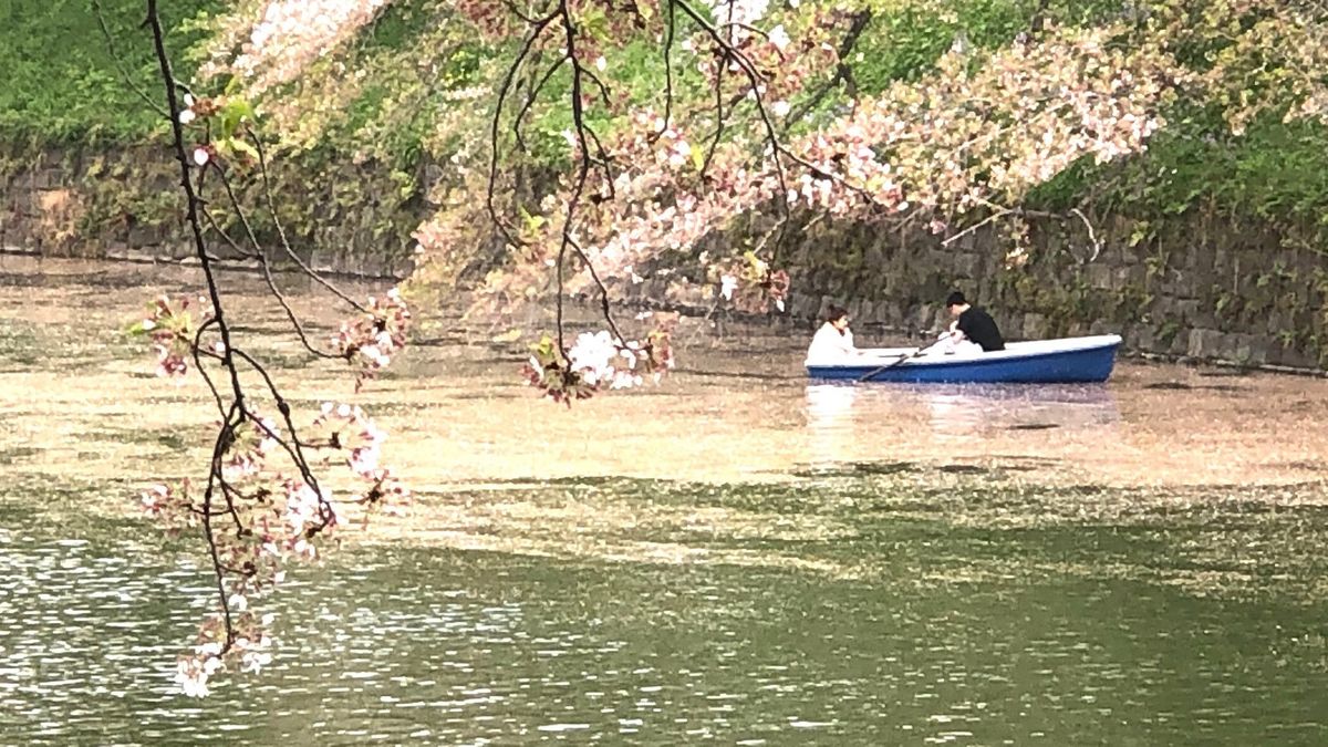 最後の楽しみ？　水面に浮かぶ桜の“花筏”