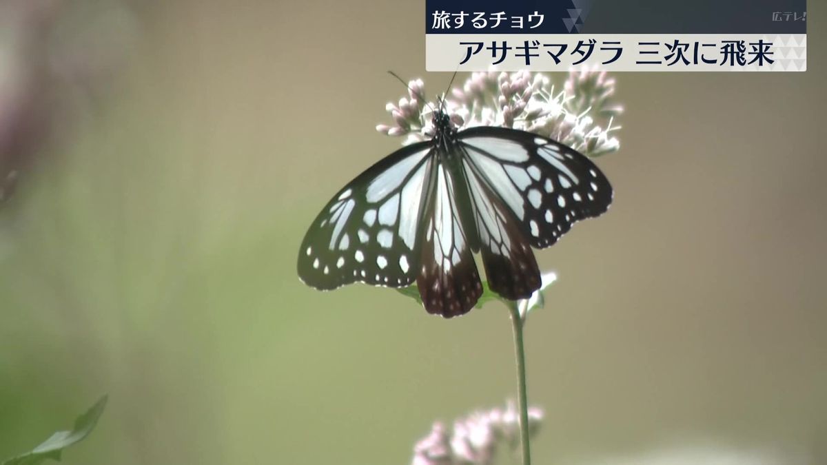 ”旅するチョウ”　アサギマダラが三次市に飛来