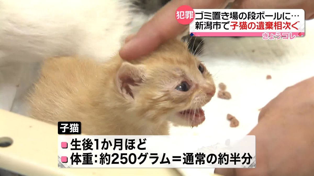 段ボールに入れられゴミ置き場に…　新潟市で子猫の遺棄相次ぐ