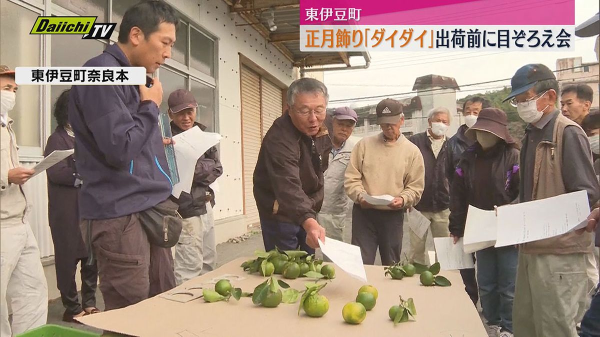 正月飾りに欠かせないダイダイ（橙）　出荷前に目ぞろえ会（静岡・東伊豆町）