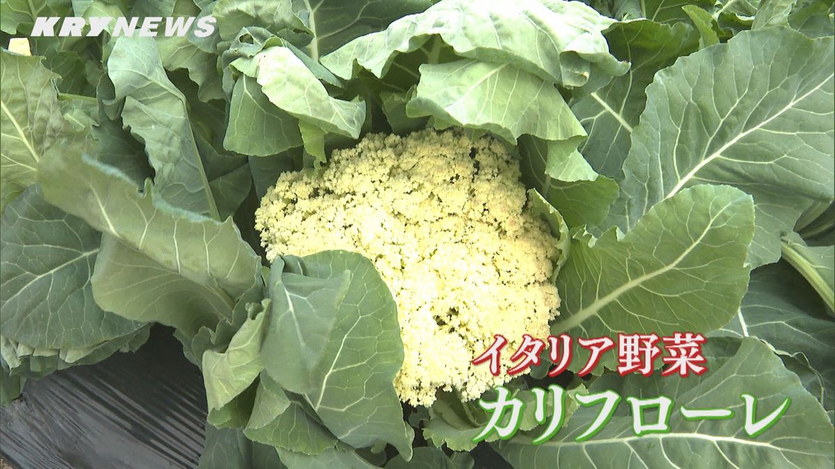 イタリアで人気の野菜「カリフローレ」児童が栽培し収穫～山口・平生町～