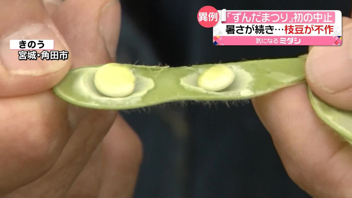 枝豆が不作で恒例の「ずんだまつり」が中止に　猛暑で収穫の見通し立たず　宮城・角田市