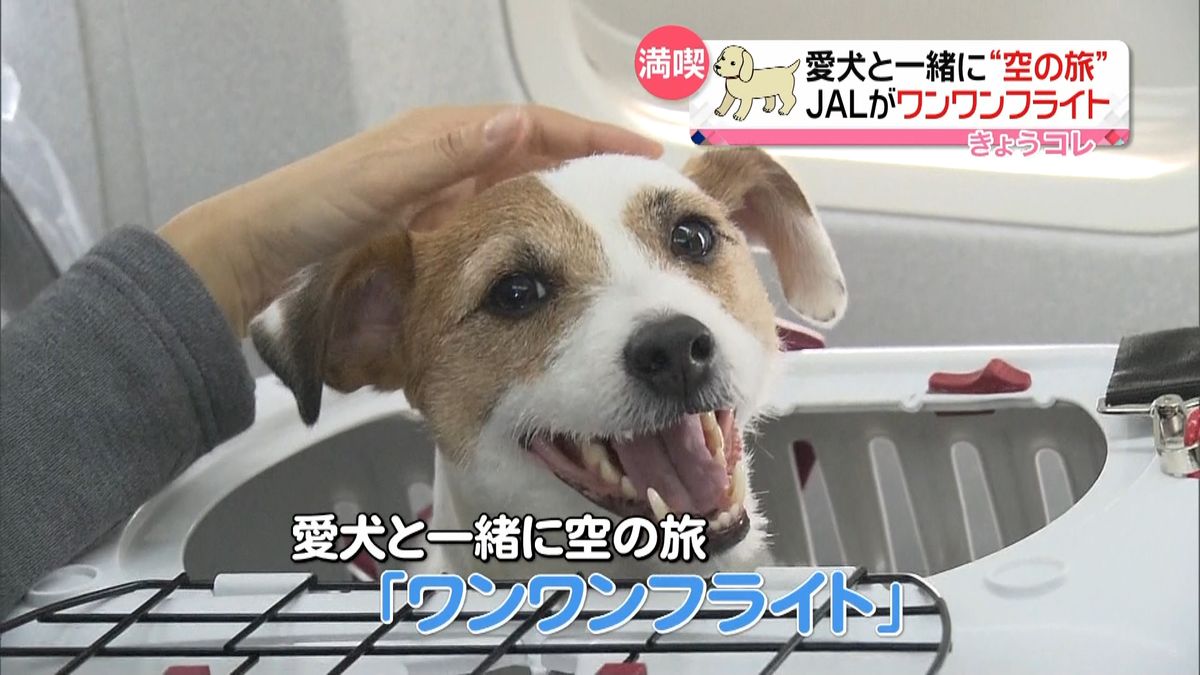 愛犬と一緒に空の旅　ＪＡＬがツアー