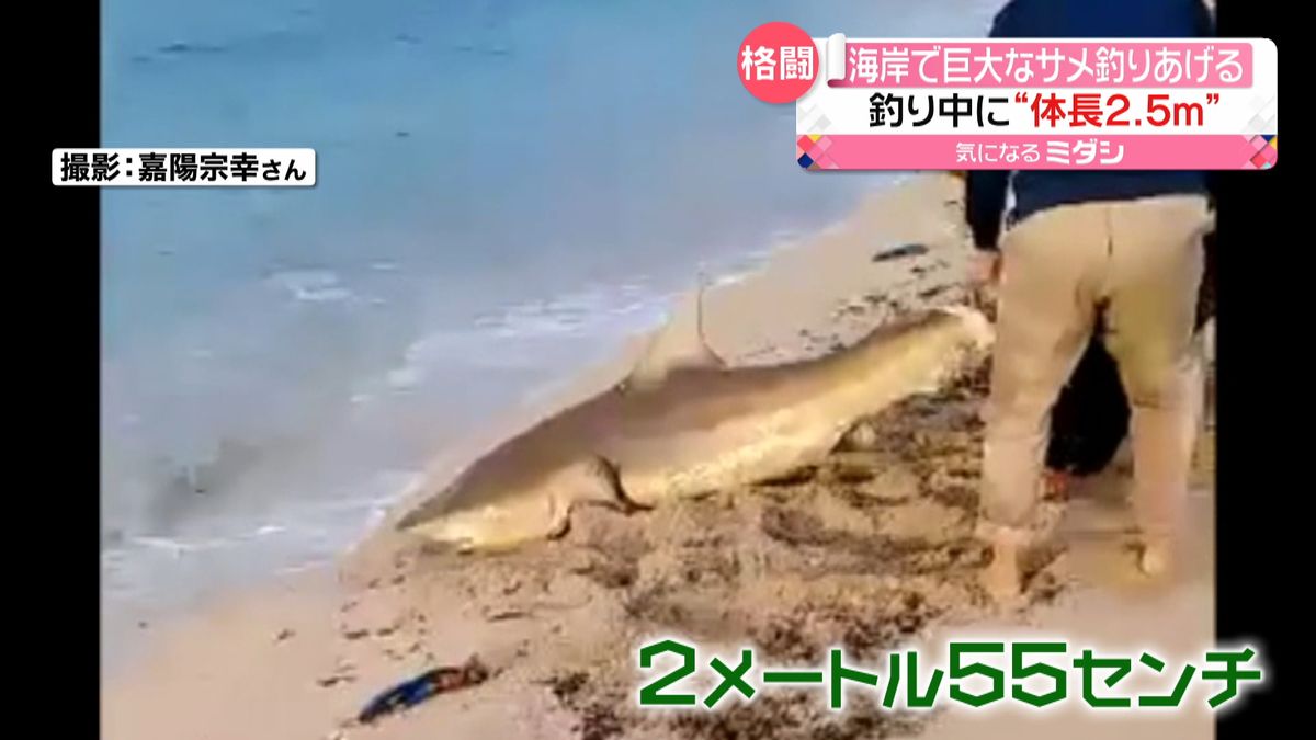 “体長２.５ｍ”巨大なサメ釣りあげる　約1時間の“格闘”で…