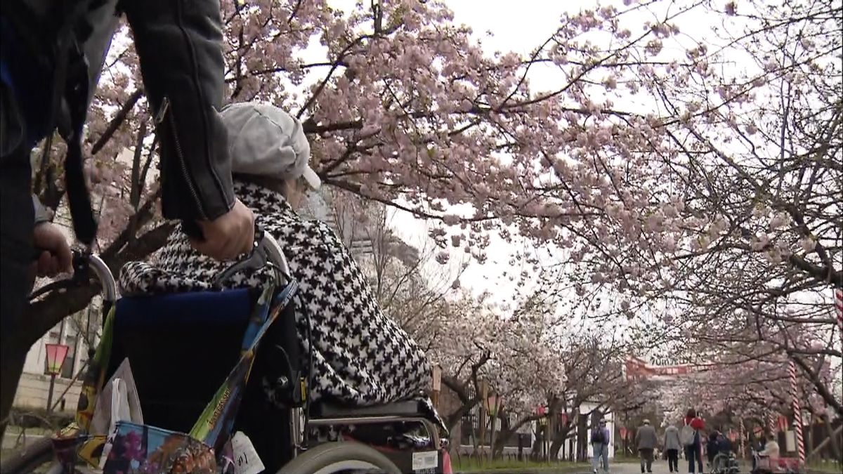 春の風物詩　大阪の造幣局「桜の通り抜け」