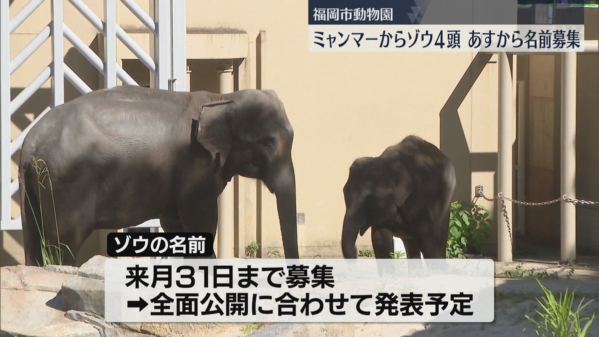 ミャンマーからの4頭のゾウ　名前募集へ　福岡市動物園の新たな仲間