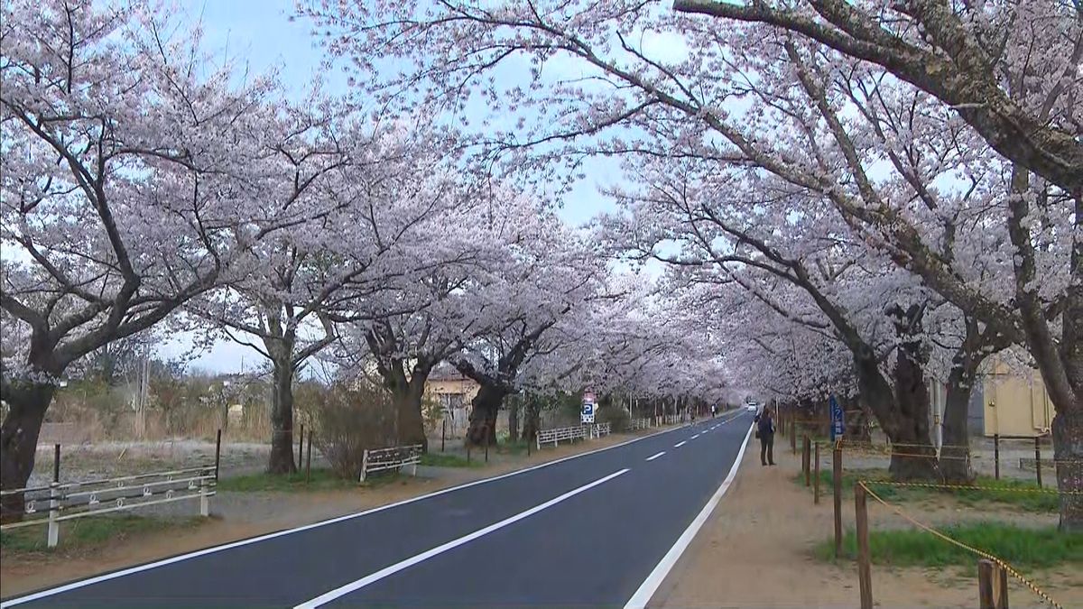 桜のトンネル12年ぶり“全開通” 帰還へ…準備宿泊始まる　福島・富岡町　