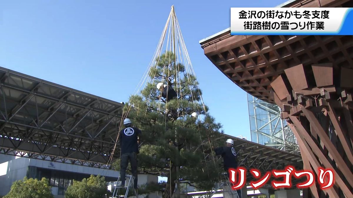 街なかも冬支度　石川・金沢市で街路樹など5万6000本の雪つり作業始まる