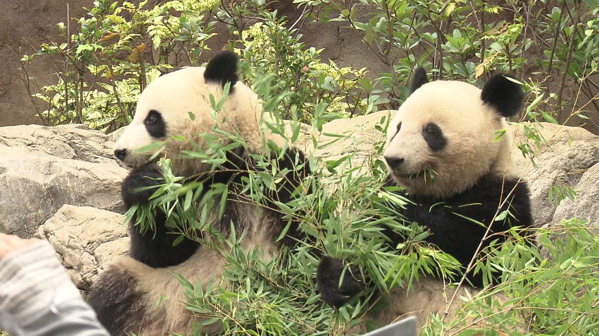 上野動物園の双子パンダ、別々の展示を開始　担当者「成長を見守って」