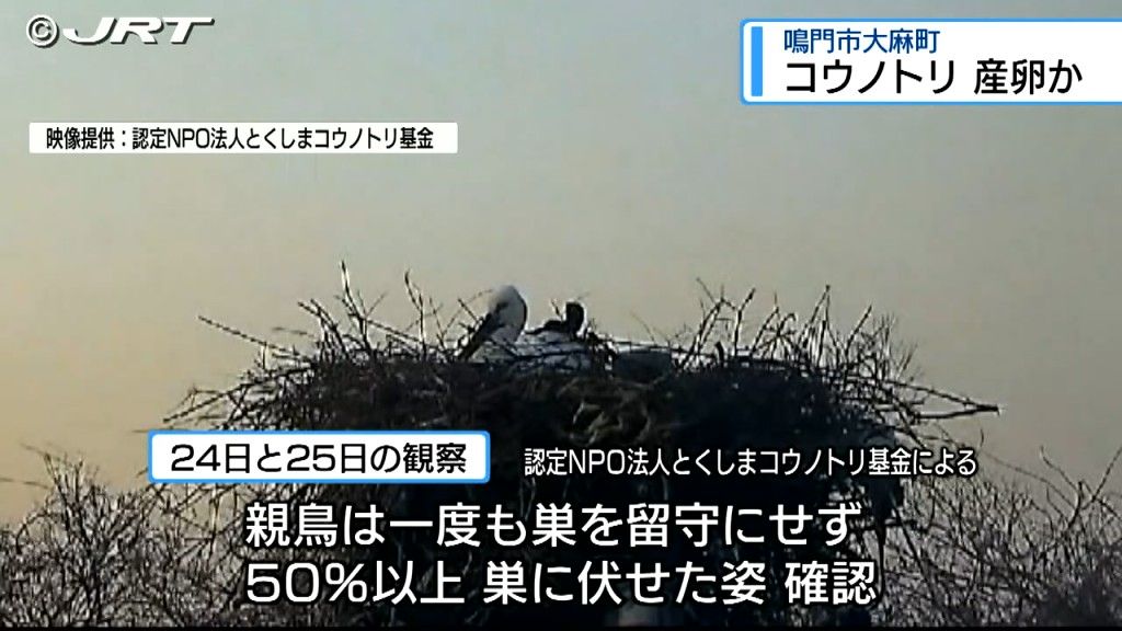 鳴門市大麻町のコウノトリのペアが10年連続産卵か　ひな誕生なら9年連続【徳島】