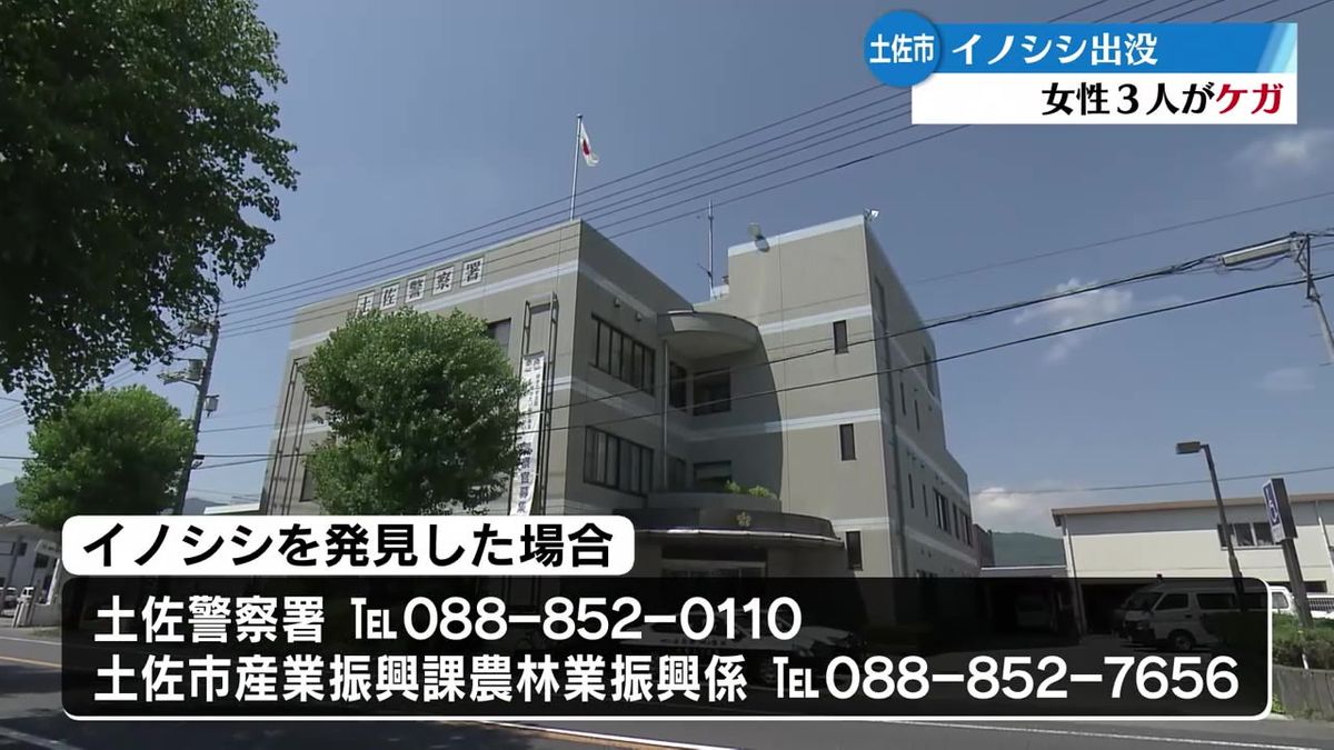 土佐市の市街地に体長約1ｍのイノシシが出没 車と接触・女性3人が噛まれるなどのケガ【高知】